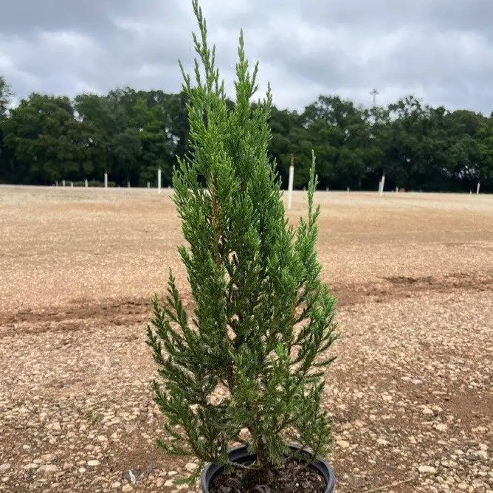 Blue Point Juniper 3 GALLON Shrub