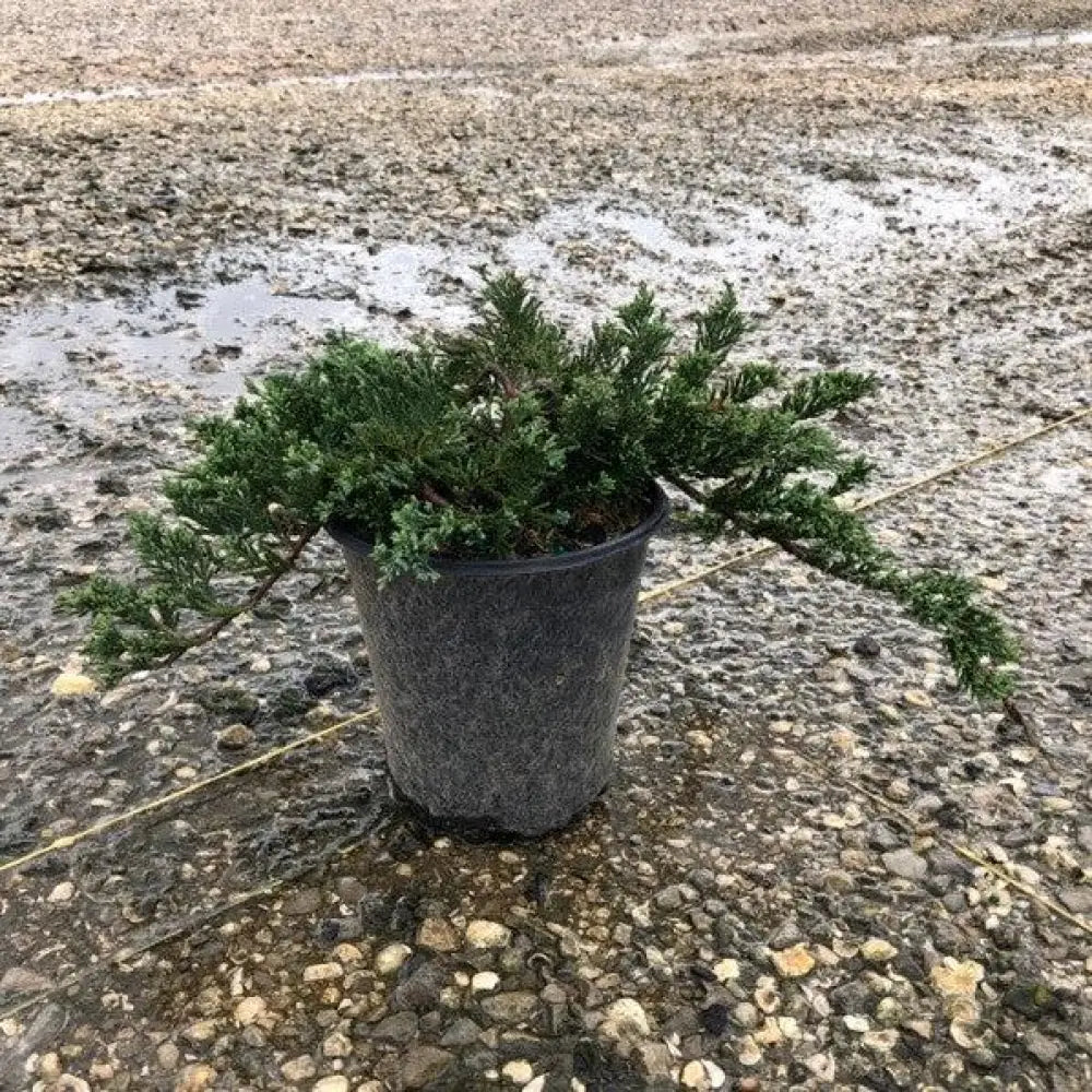 Blue Rug Juniper Shrub