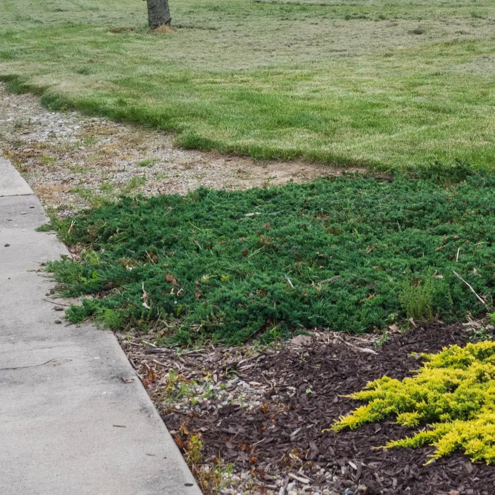 Blue Rug Juniper Shrub