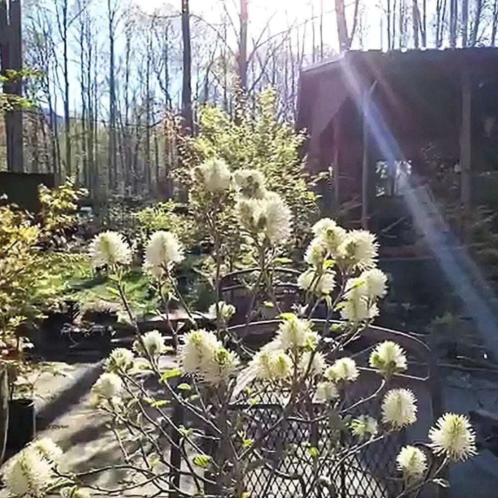 Blue Shadow Fothergilla Shrub