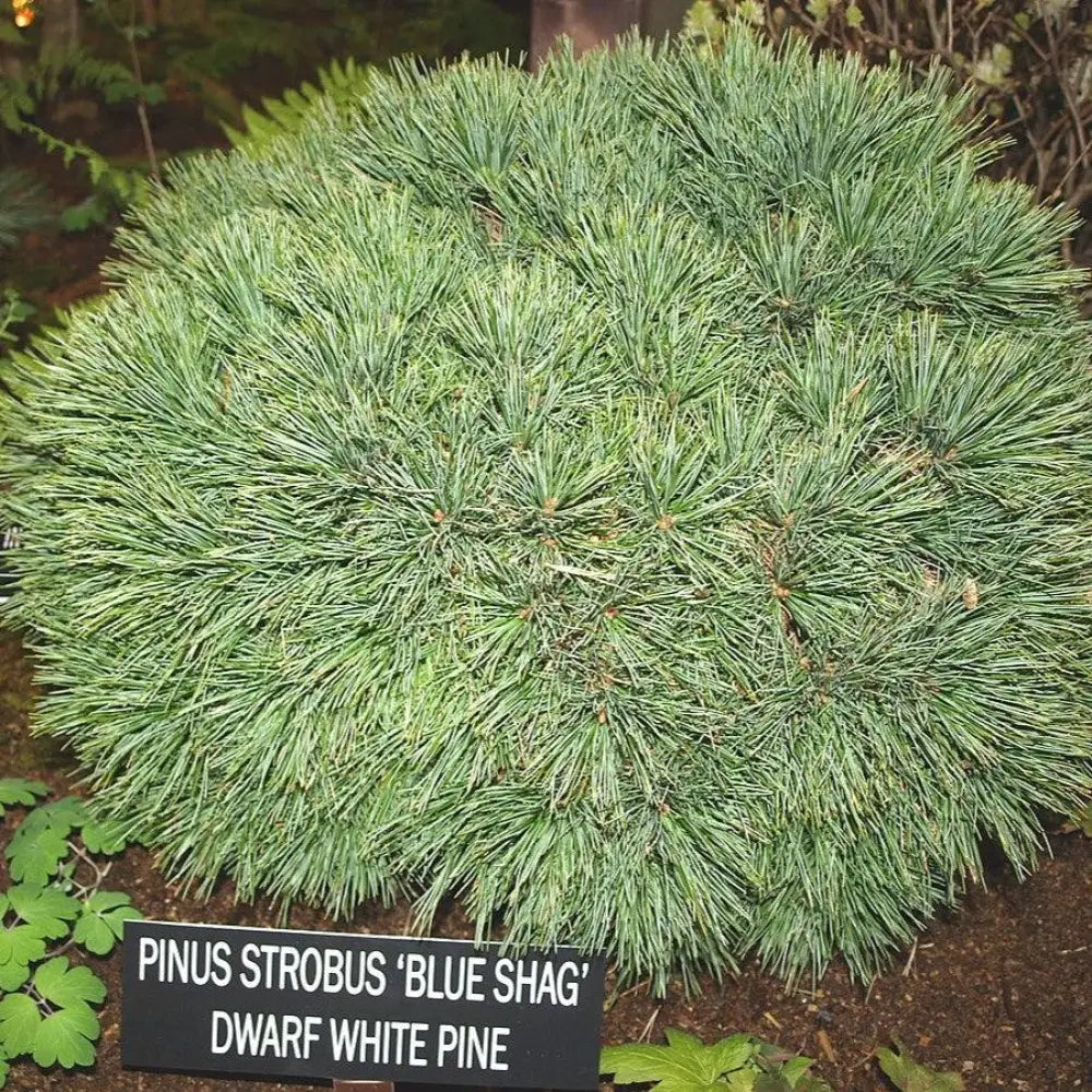 Blue Shag White Pine Conifer
