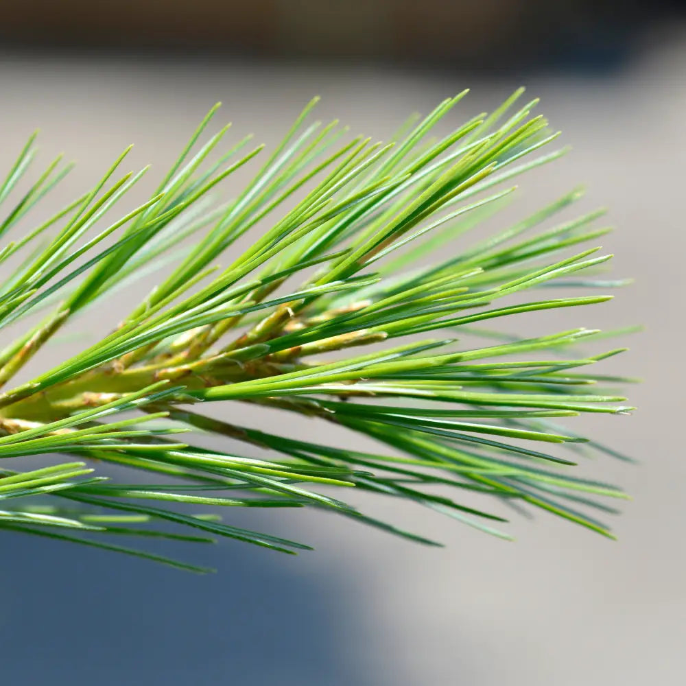 Blue Shag White Pine Conifer