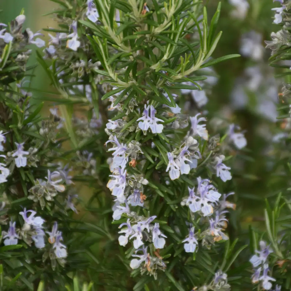 Blue Spires Rosemary Shrub