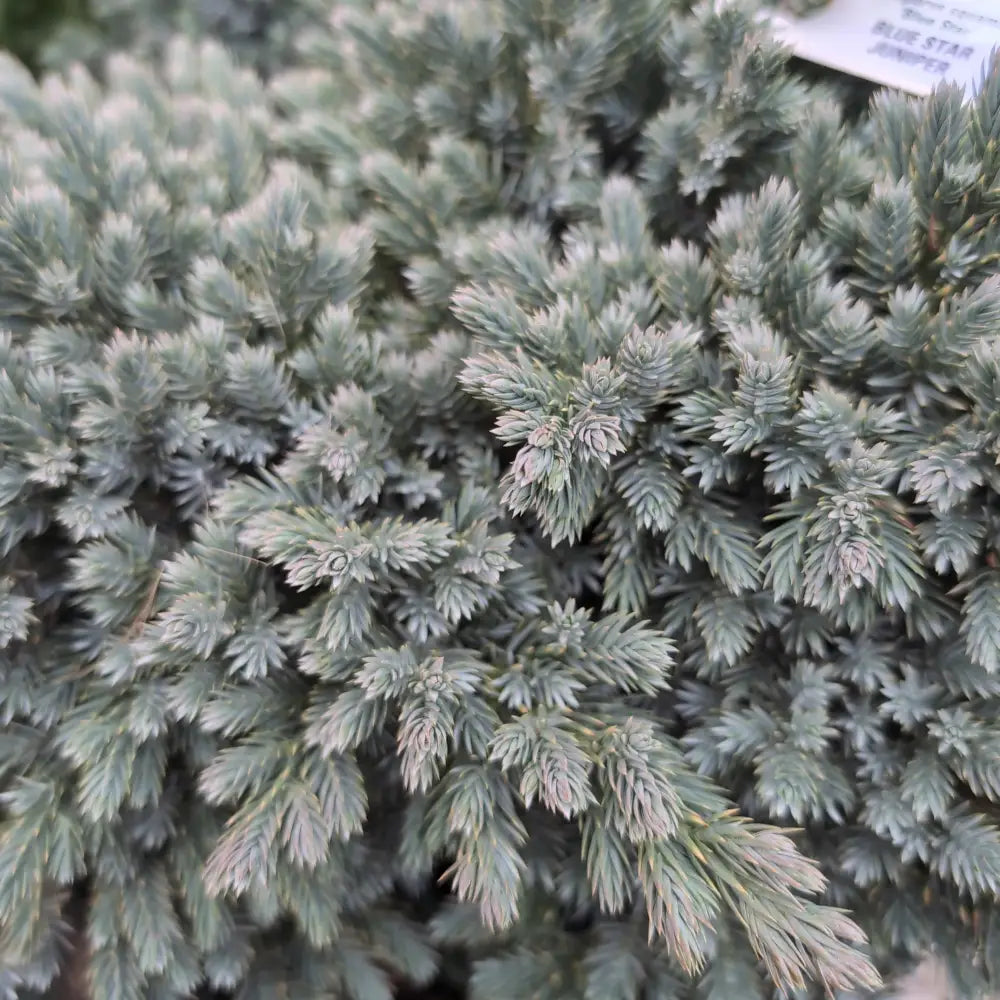 Blue Star Juniper Shrub