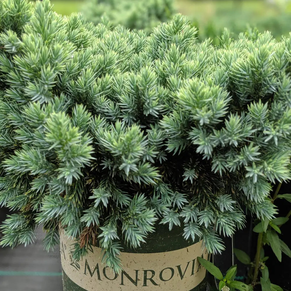 Blue Star Juniper Shrub