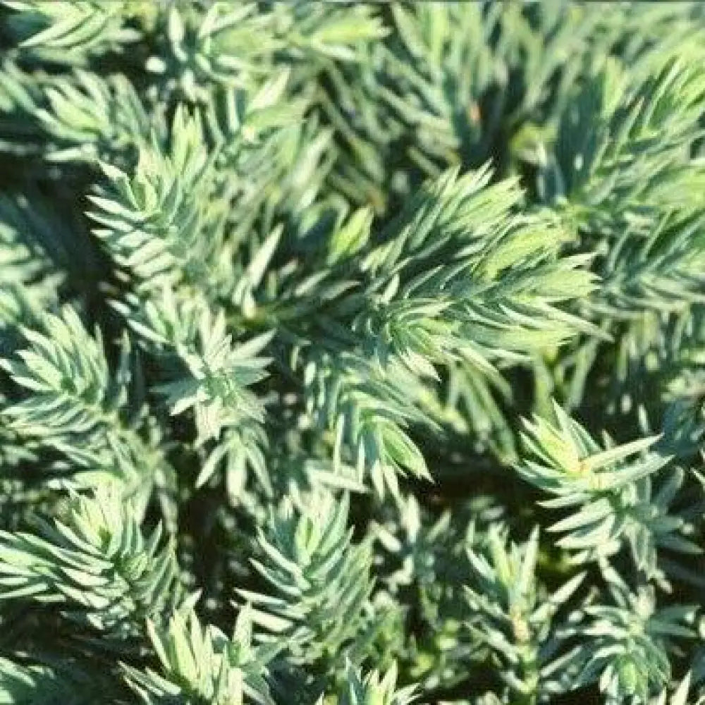 Blue Star Juniper Shrub