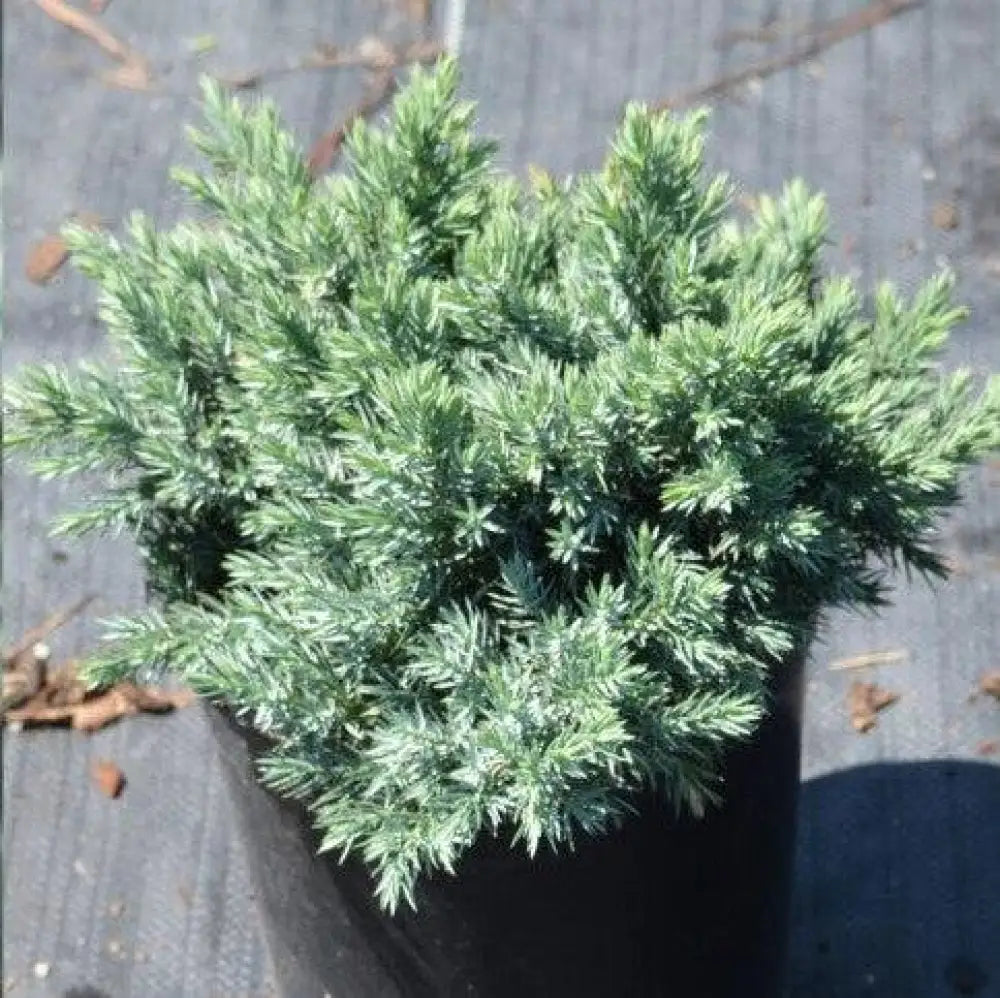 Blue Star Juniper Shrub