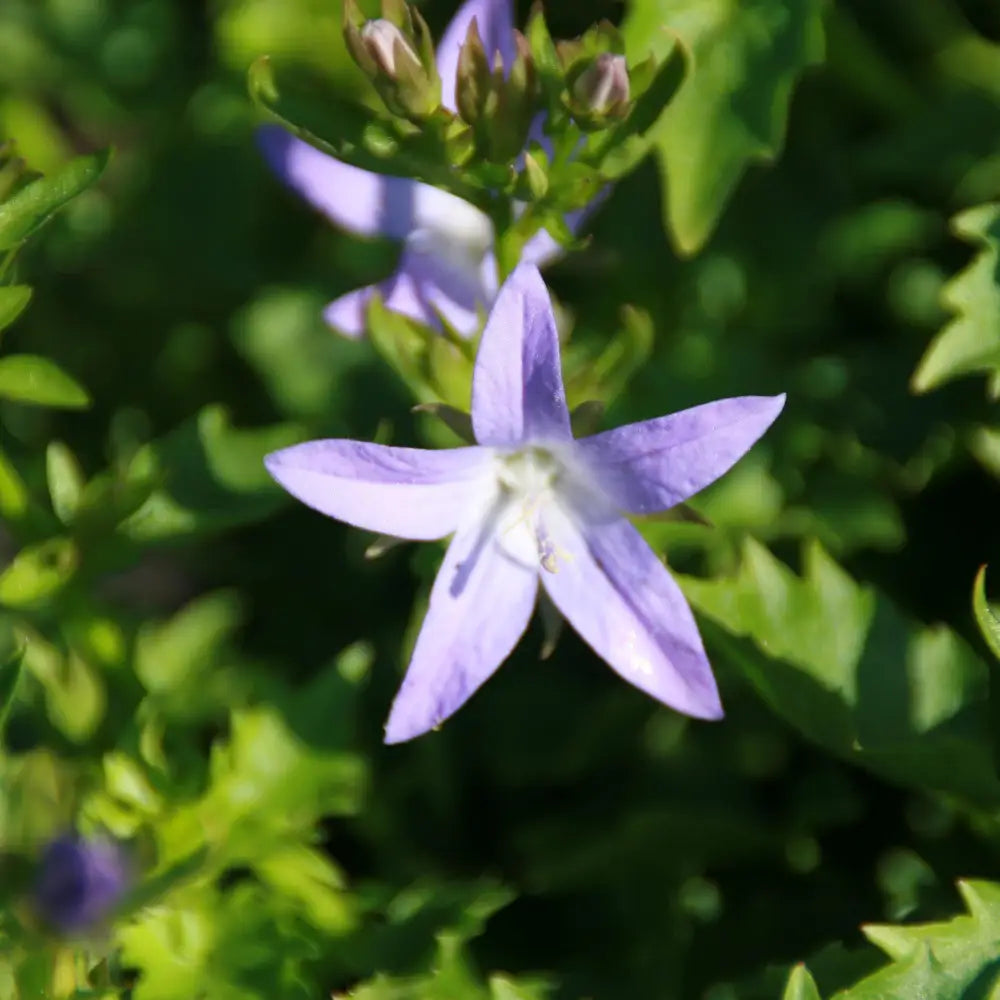 Blue Waterfall Bellflower 1 GALLON Perennial