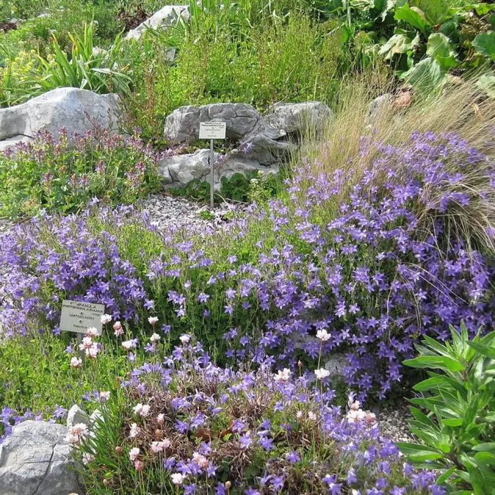 Blue Waterfall Bellflower 1 GALLON Perennial