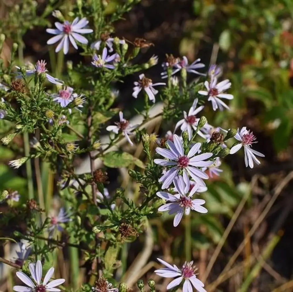 Blue Wood Aster 1 GALLON Perennial