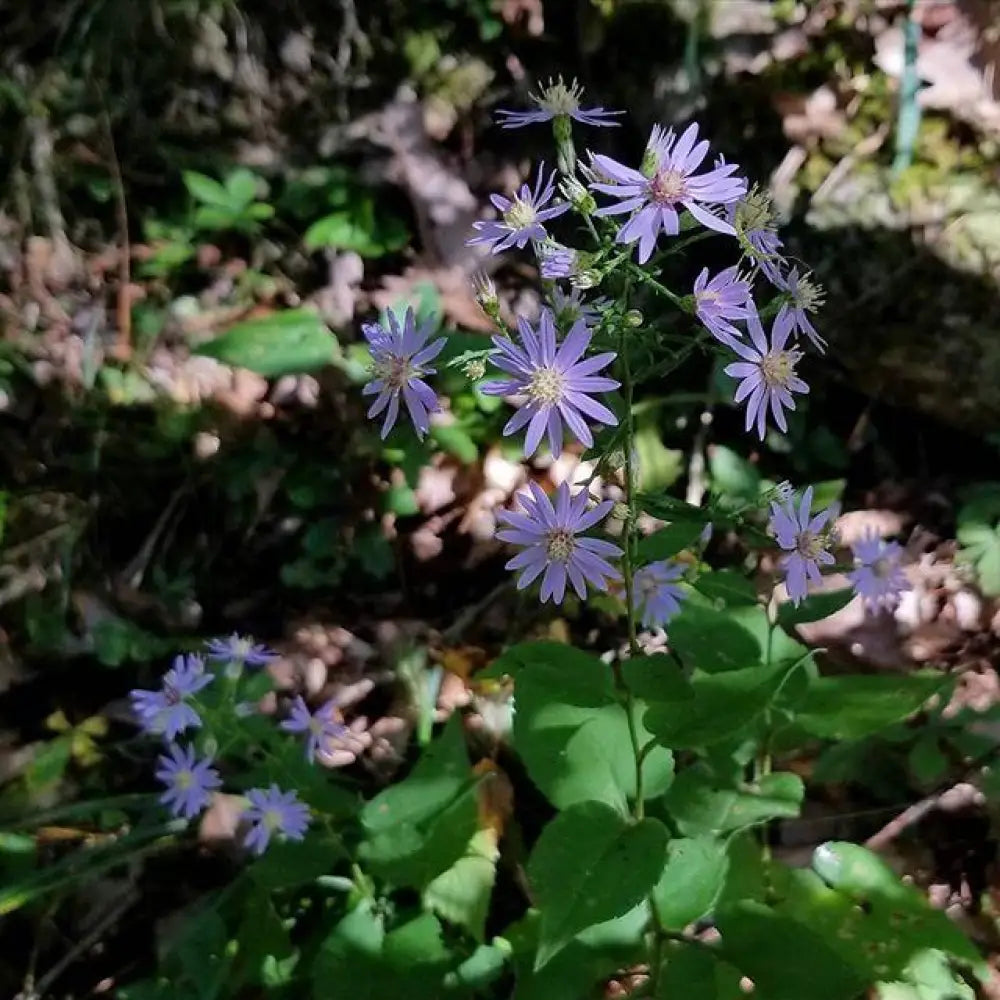 Blue Wood Aster 1 GALLON Perennial