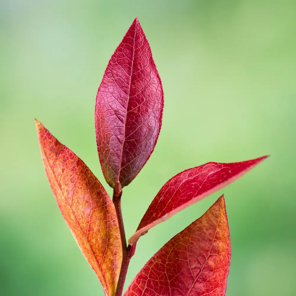 Bluecrop Highbush Blueberry Shrub