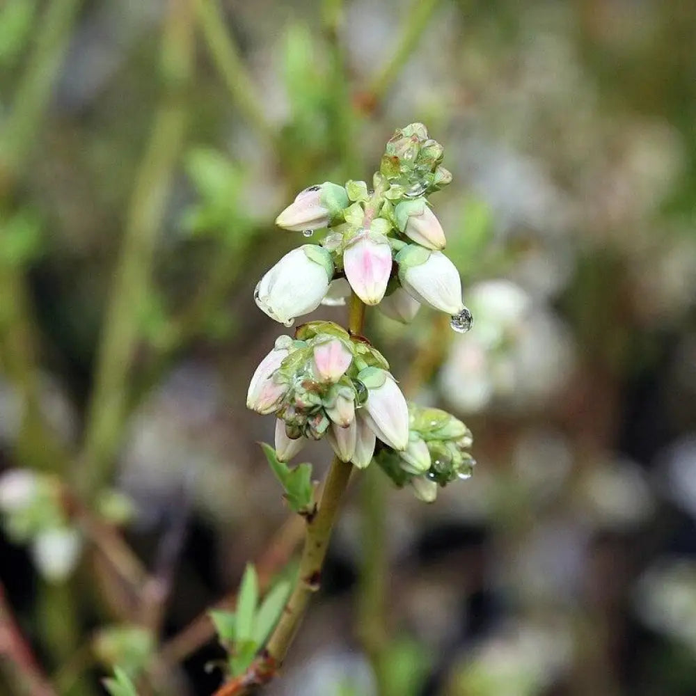 Bluecrop Highbush Blueberry Shrub