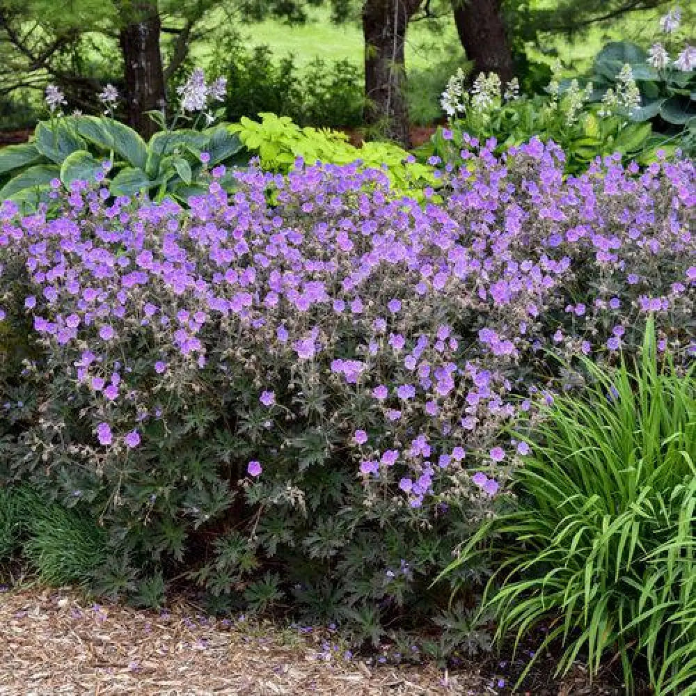 Boom Chocolatta Cranesbill 1 GALLON Perennial