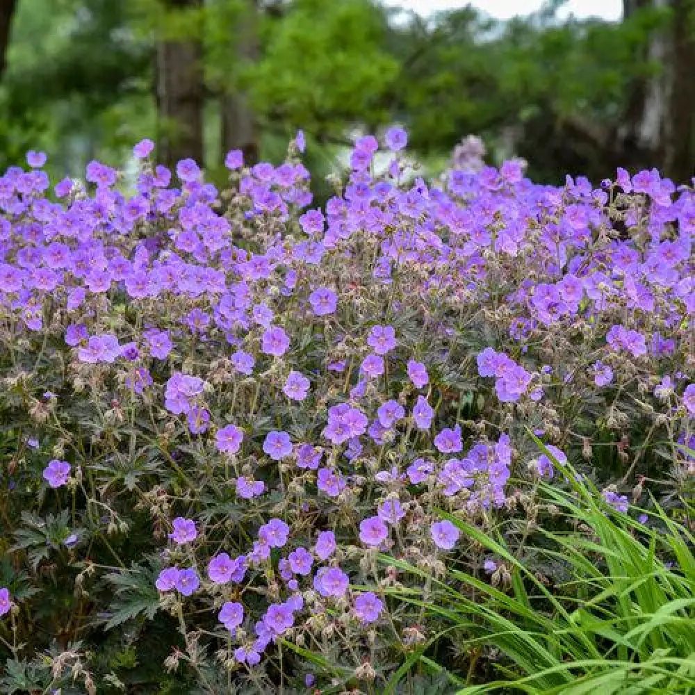 Boom Chocolatta Cranesbill 1 GALLON Perennial