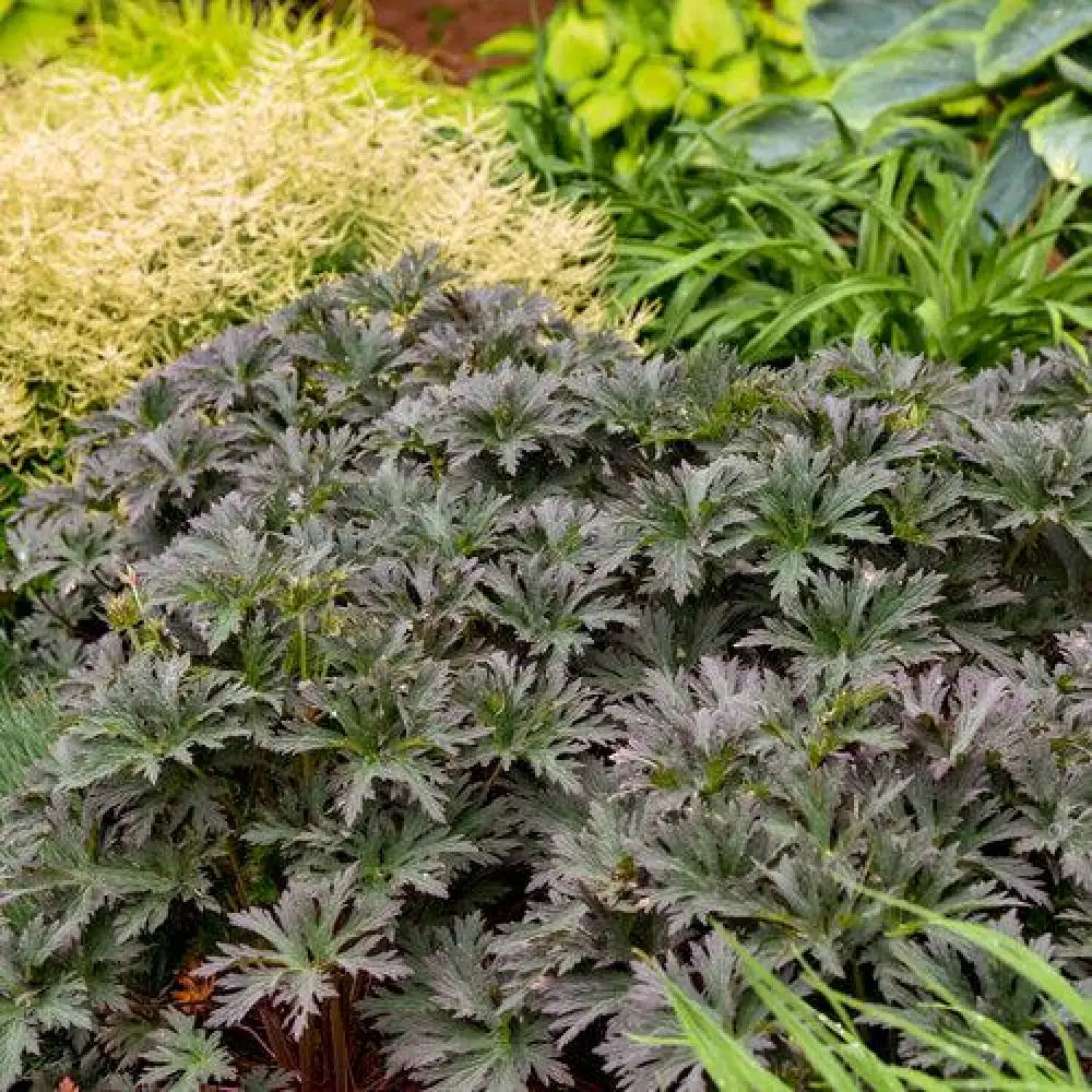 Boom Chocolatta Cranesbill 1 GALLON Perennial