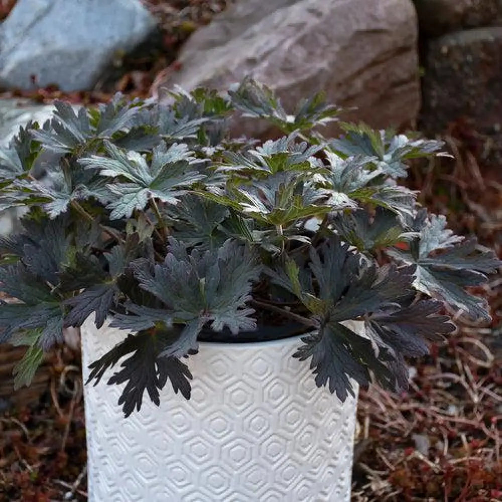 Boom Chocolatta Cranesbill 1 GALLON Perennial