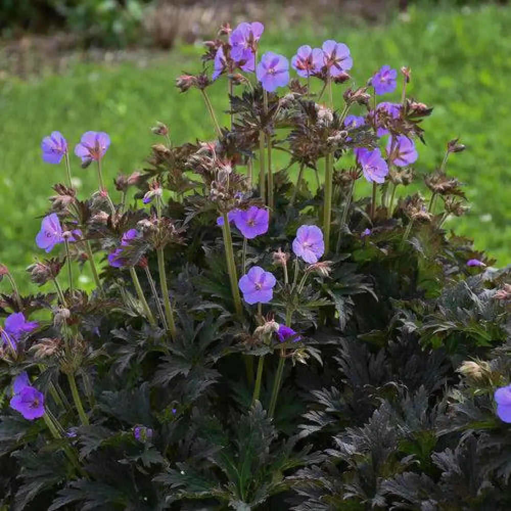 Boom Chocolatta Cranesbill 1 GALLON Perennial