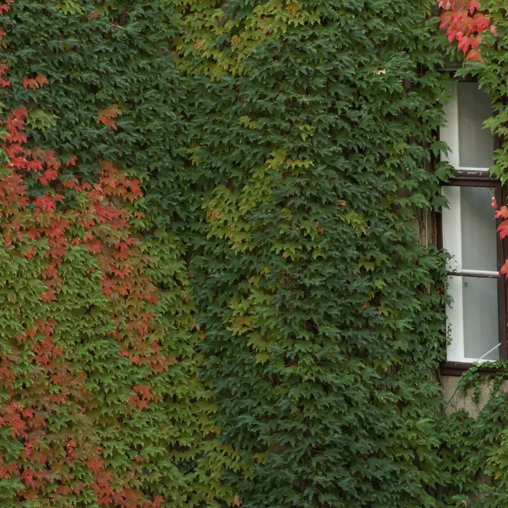 Boston Ivy Vine