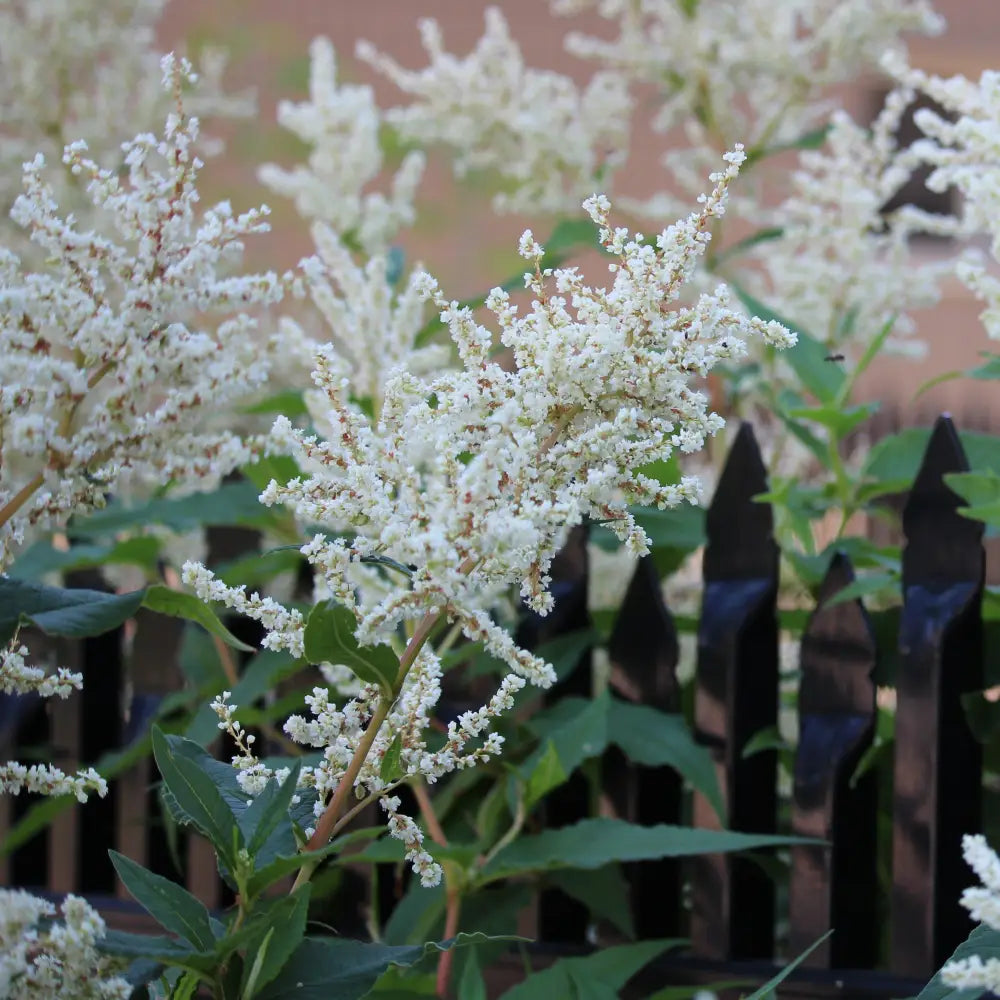 Bridal Veil Astilbe Perennial