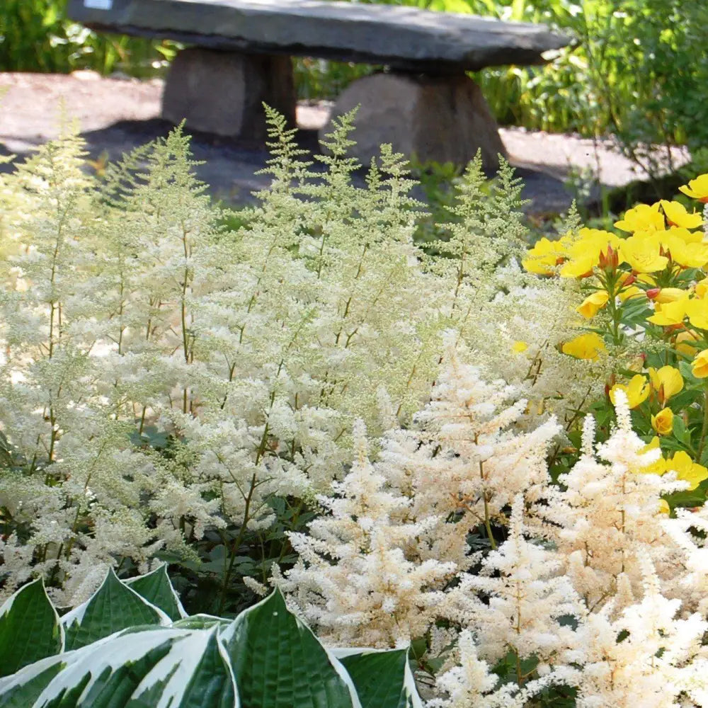 Bridal Veil Astilbe Perennial