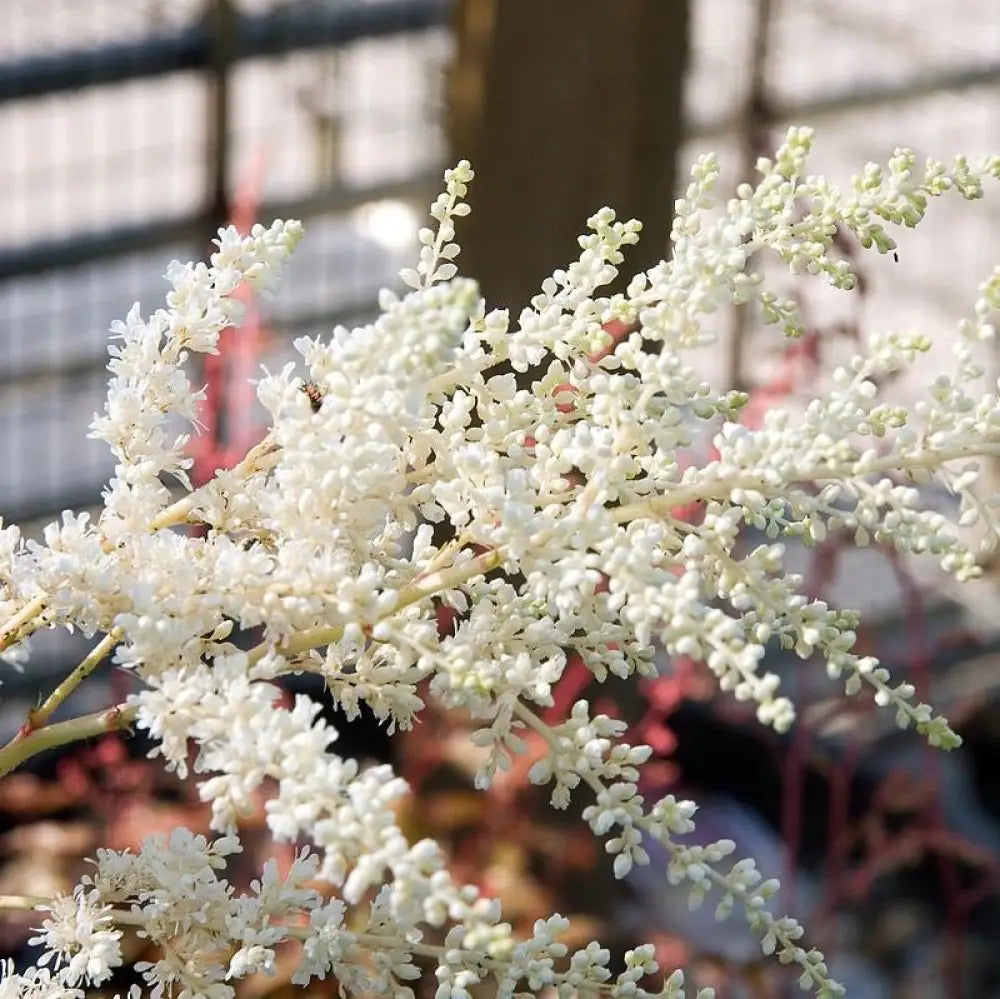 Bridal Veil Astilbe Perennial