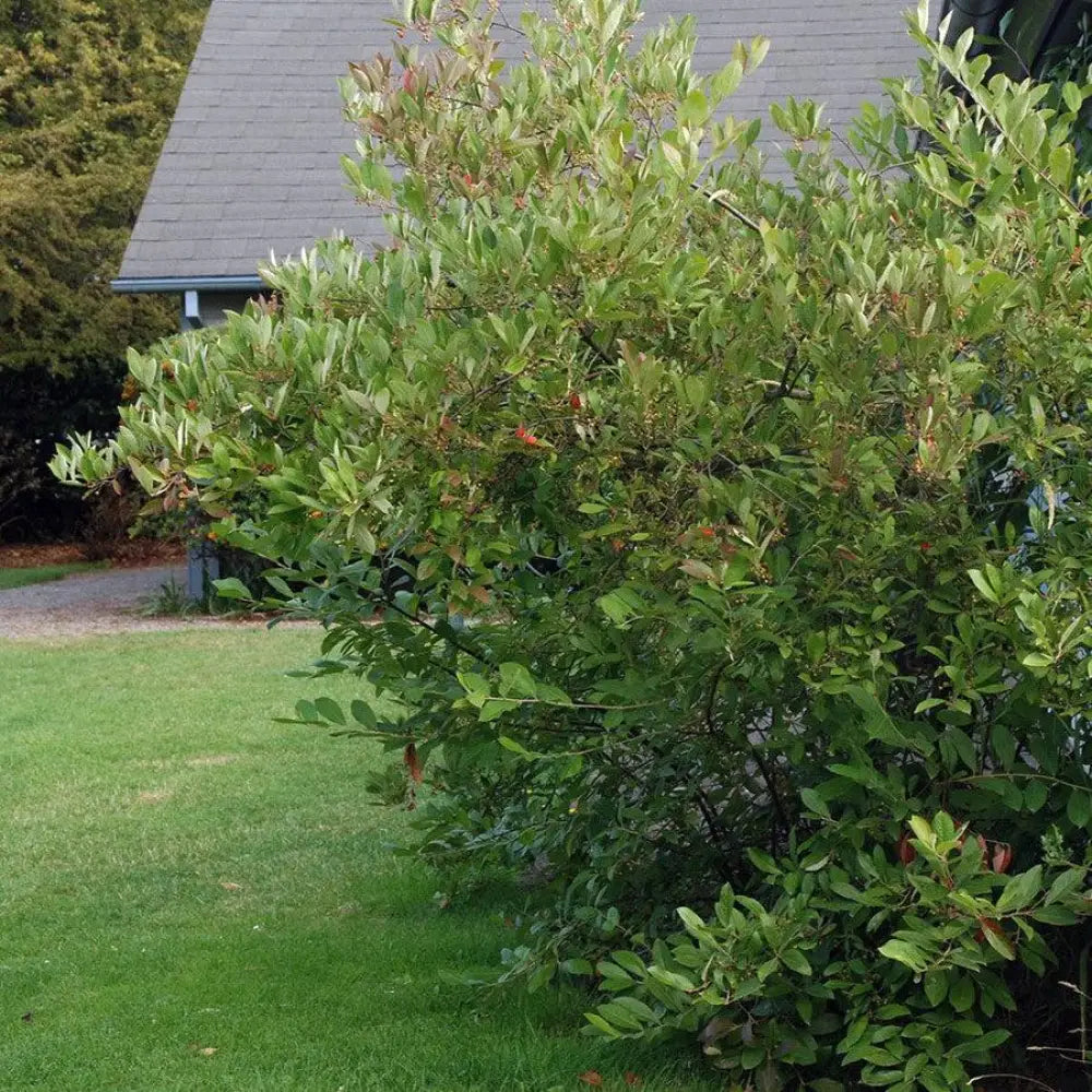 Brilliantissima Chokeberry Shrub