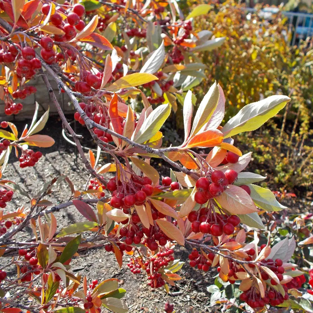 Brilliantissima Chokeberry Shrub