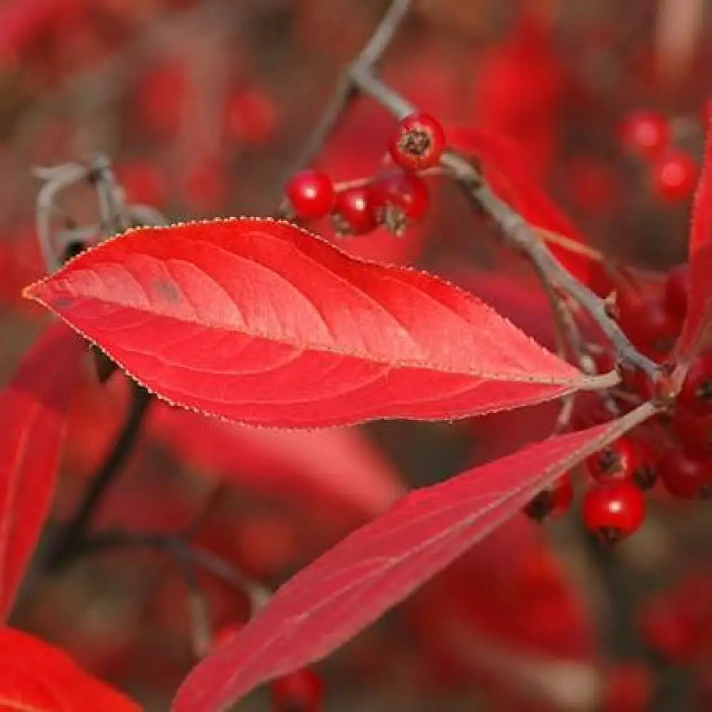 Brilliantissima Chokeberry Shrub
