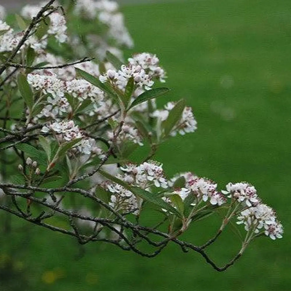 Brilliantissima Chokeberry Shrub