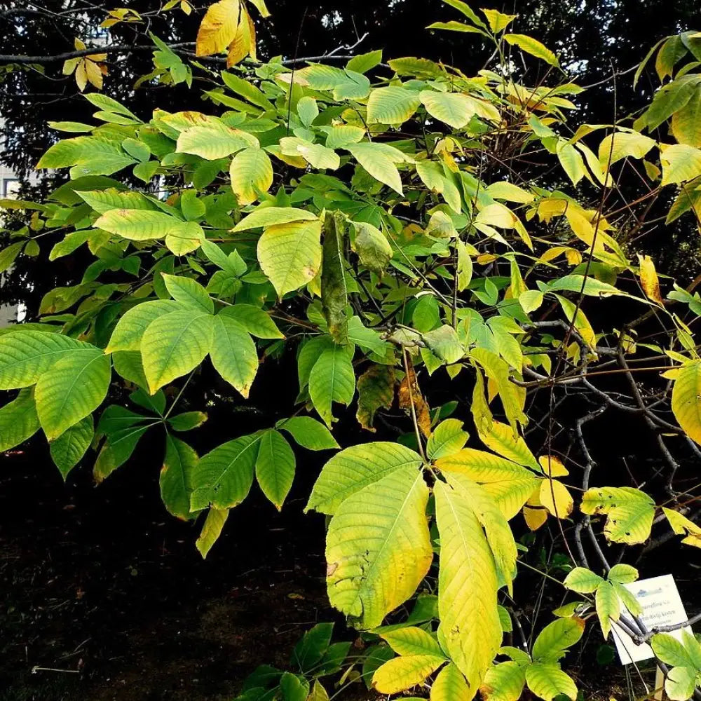 Buckeye Bottlebrush Shrub