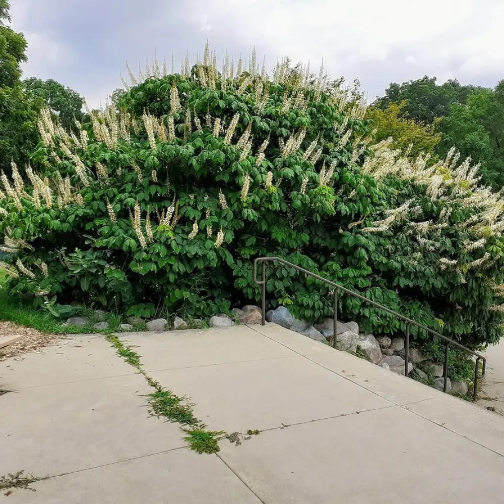 Buckeye Bottlebrush Shrub