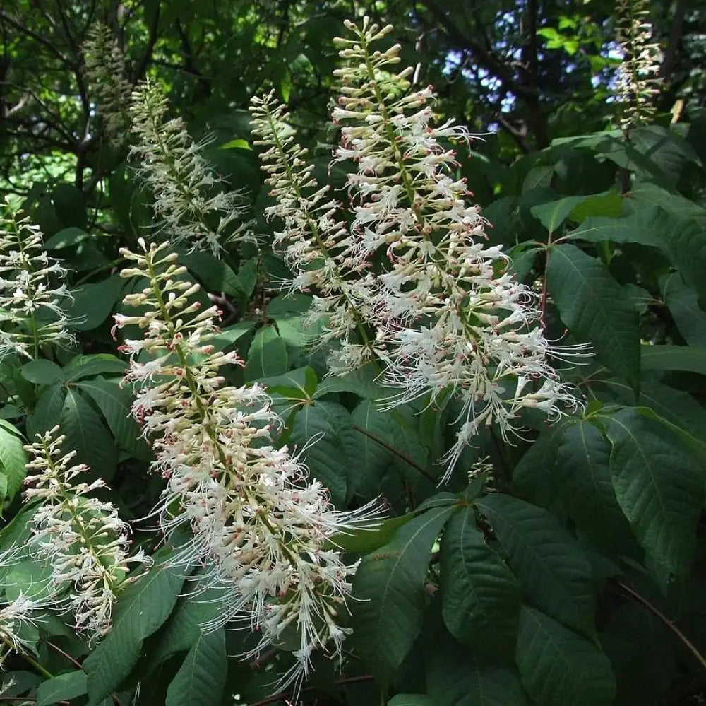 Buckeye Bottlebrush Shrub