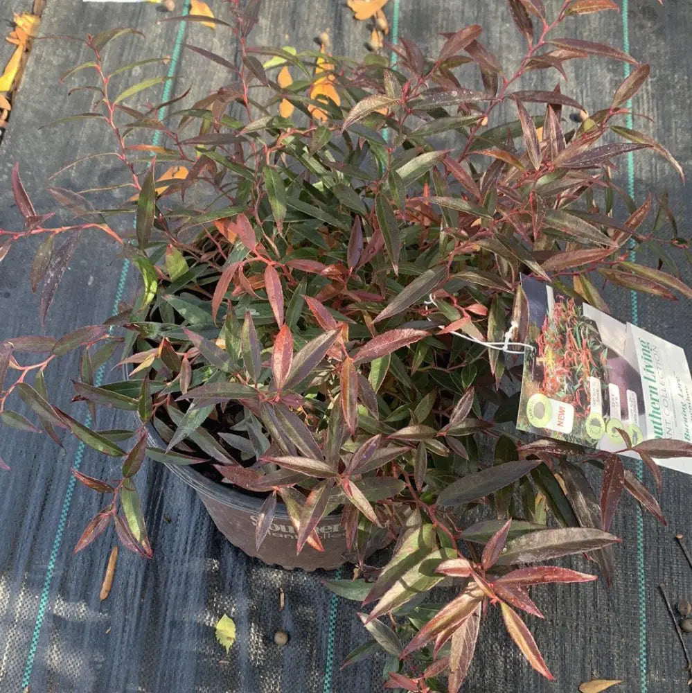 Burning Love™ Leucothoe 2 GALLON Shrub
