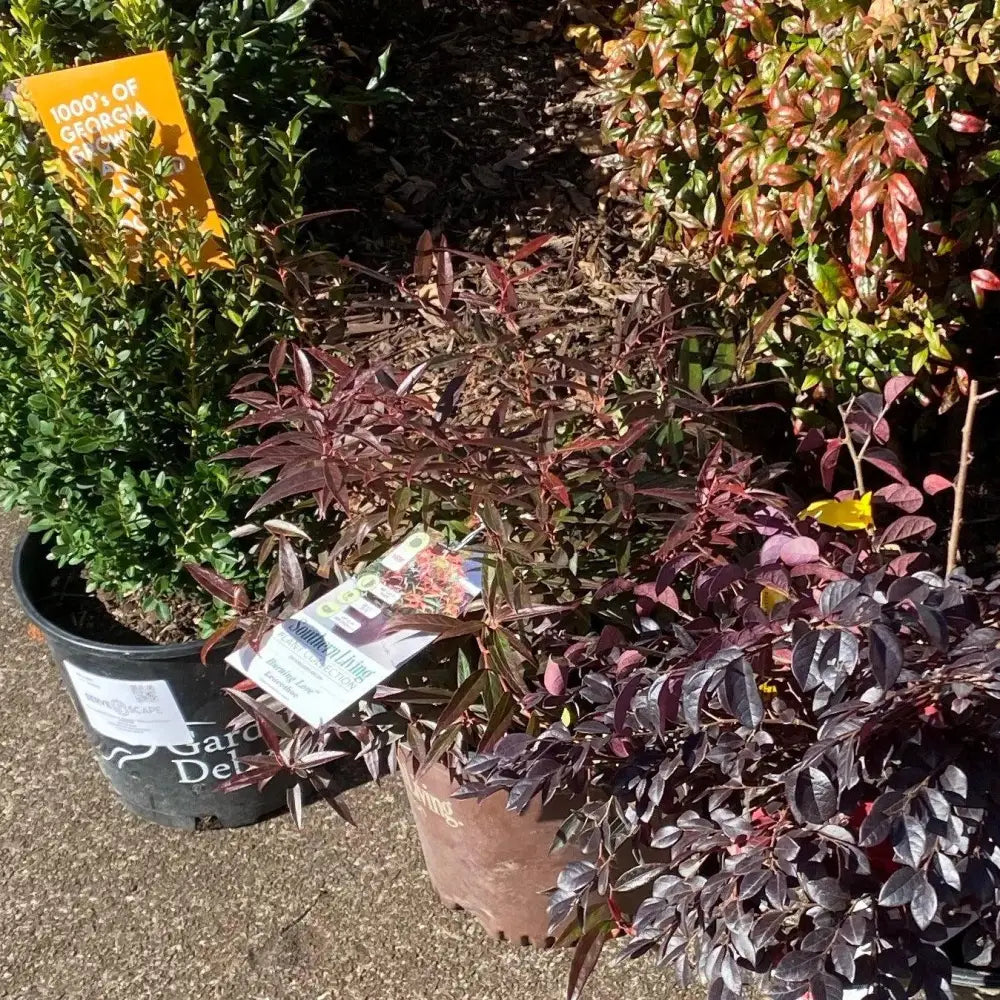 Burning Love™ Leucothoe 2 GALLON Shrub