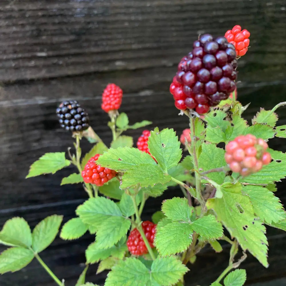 Bushel and Berry® Baby Cakes® Thornless Blackberry 2 GALLON Shrub