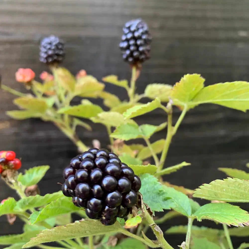 Bushel and Berry® Baby Cakes® Thornless Blackberry 2 GALLON Shrub
