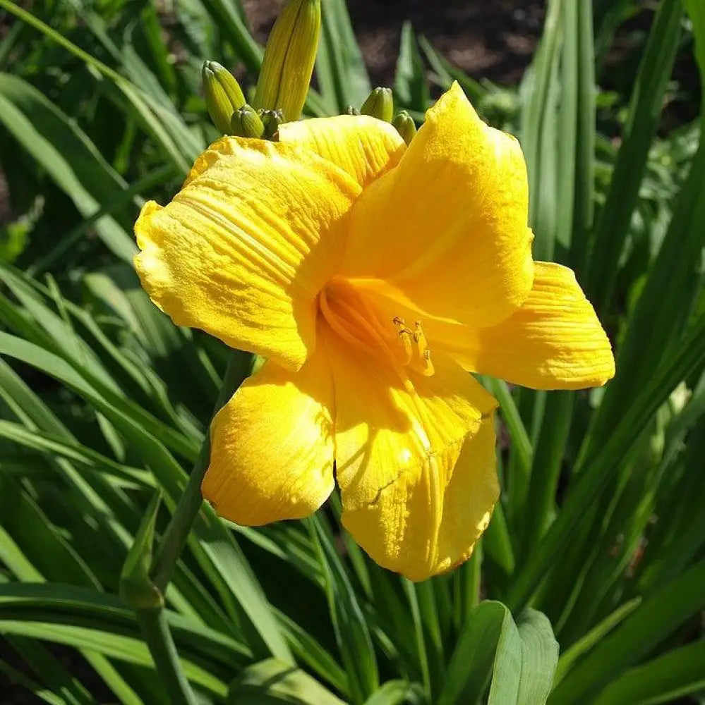 Buttered Popcorn Daylily 1 GALLON Perennial