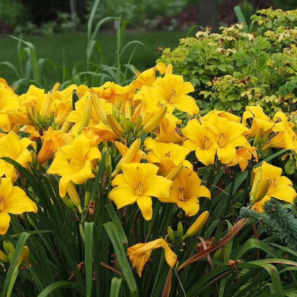 Buttered Popcorn Daylily 1 GALLON Perennial