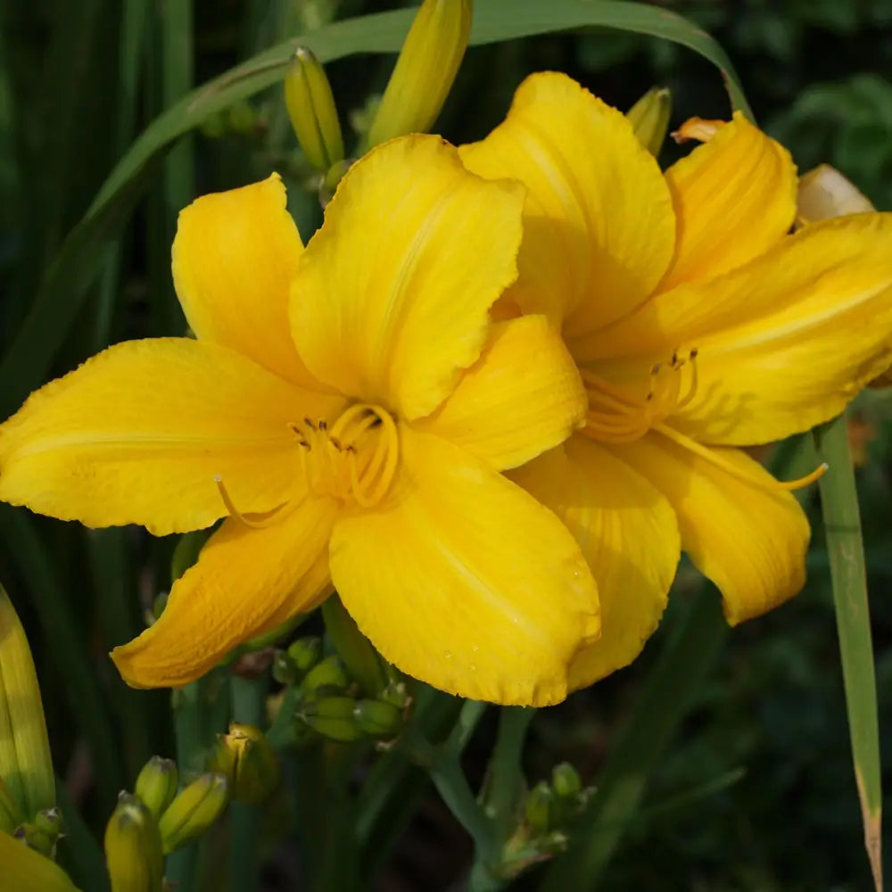 Buttered Popcorn Daylily 1 GALLON Perennial