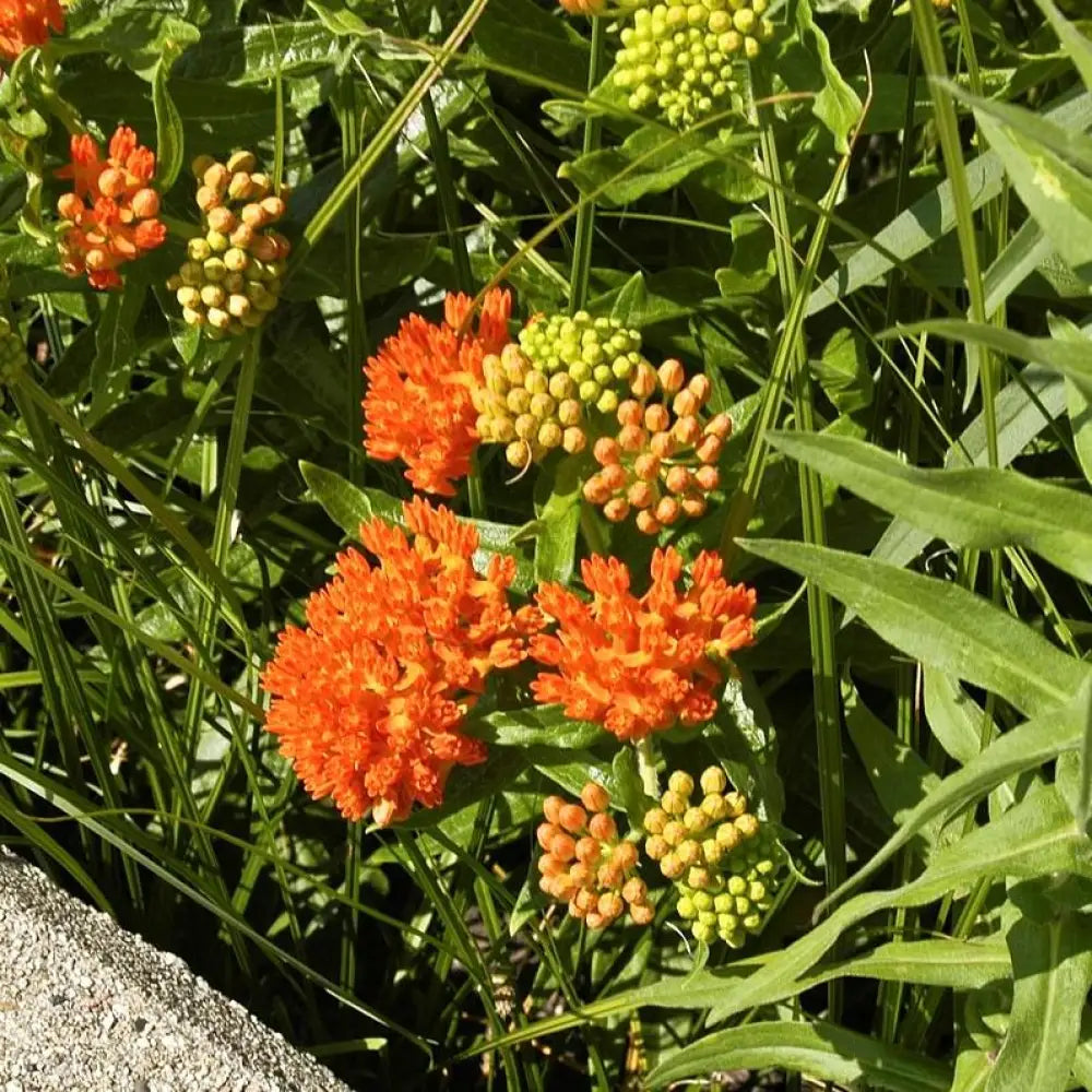 Butterfly Weed 1 GALLON Perennial