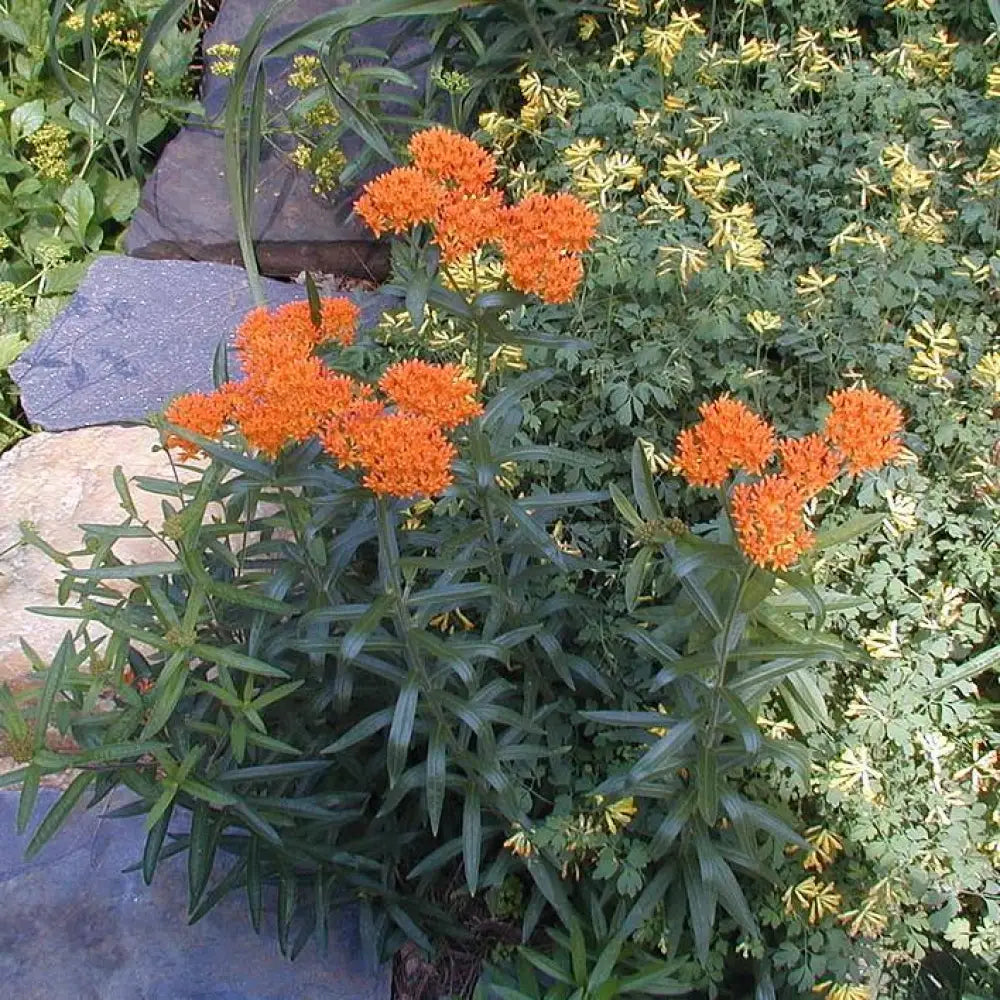Butterfly Weed 1 GALLON Perennial