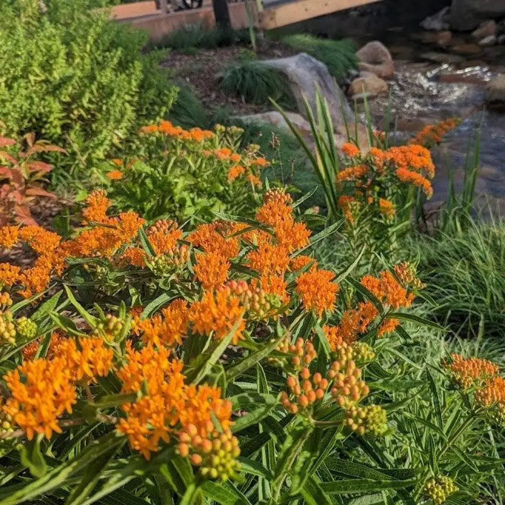 Butterfly Weed 1 GALLON Perennial