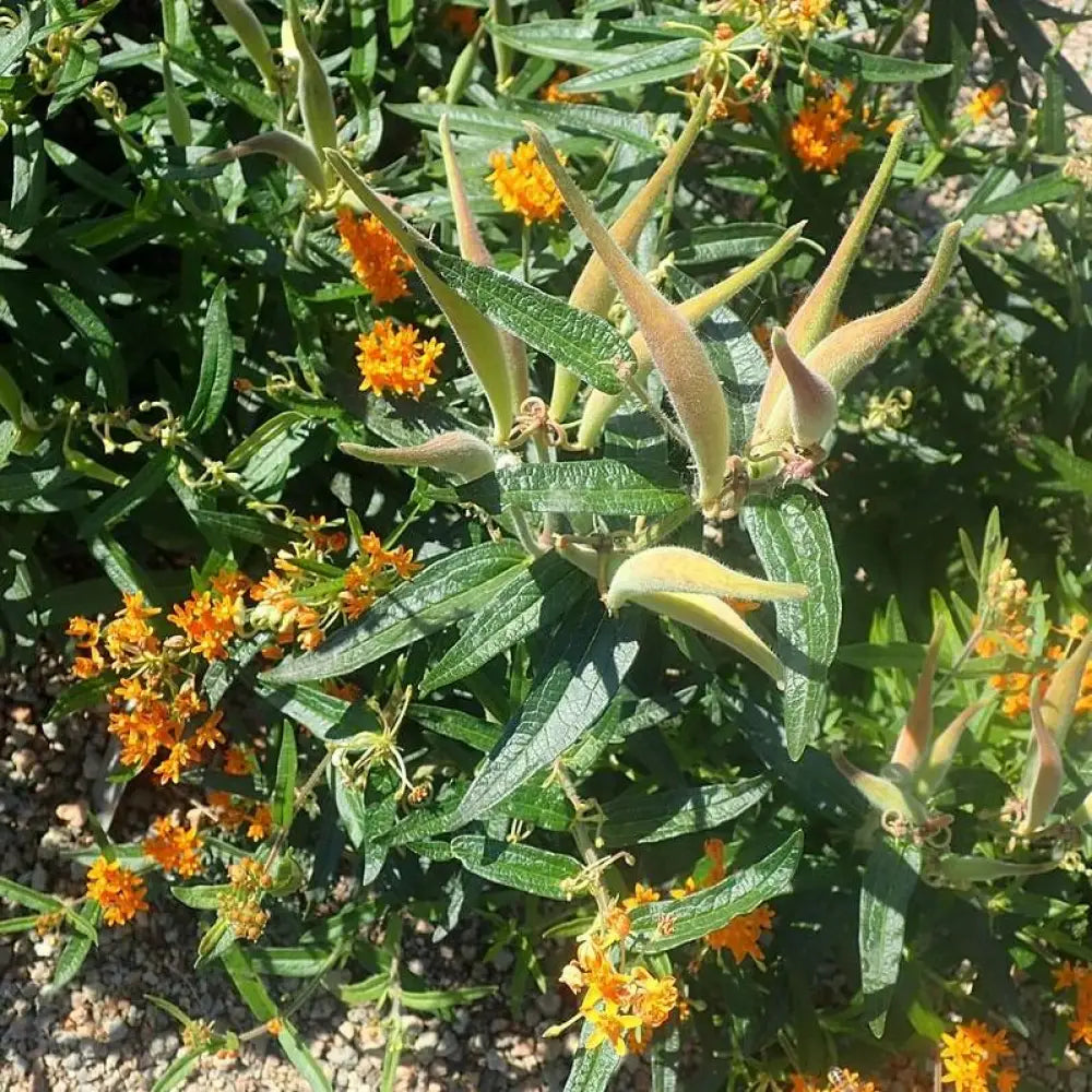 Butterfly Weed 1 GALLON Perennial