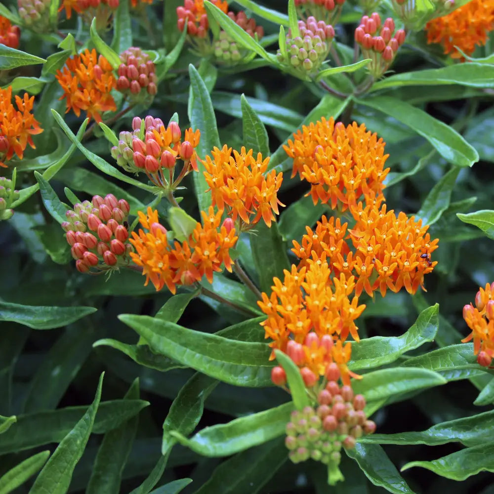 Butterfly Weed 1 GALLON Perennial