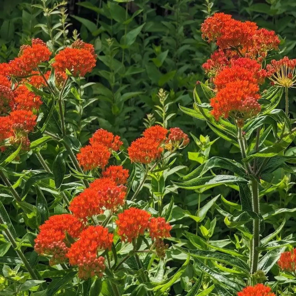 Butterfly Weed 1 GALLON Perennial