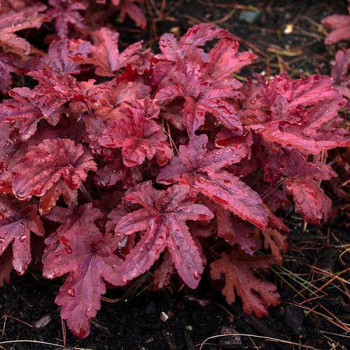 Heuchera 'Red Rover' - PW® Fun and Games® Red Rover Coral Bells