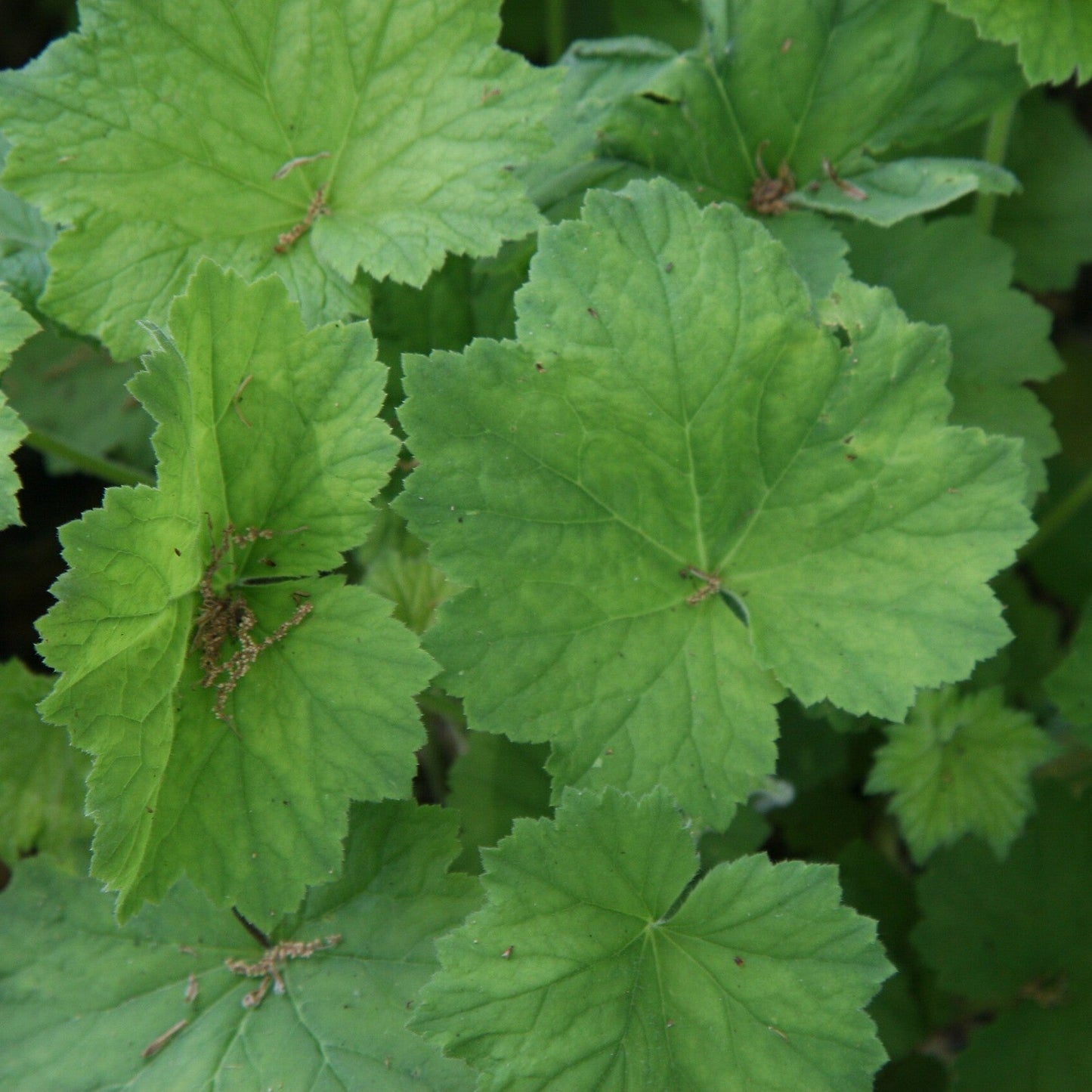 Heuchera villosa - Hairy Alumroot, Coral Bells