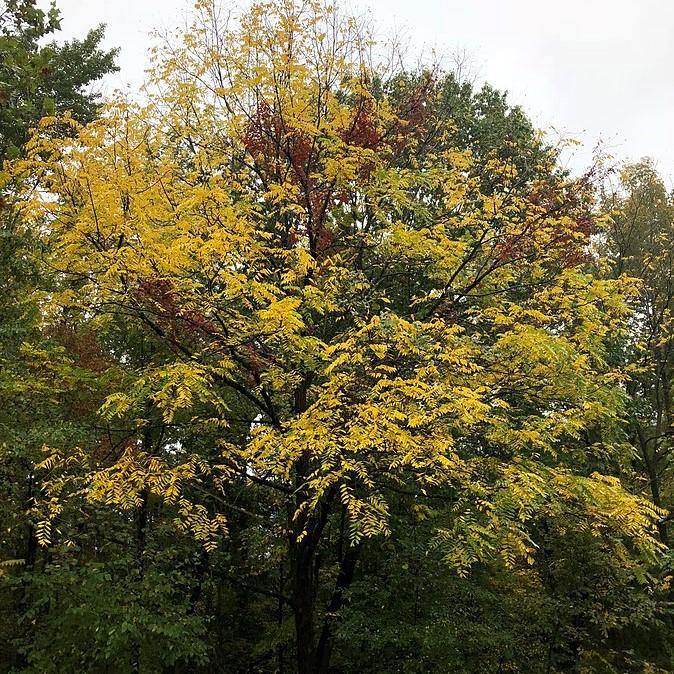 Juglans nigra - Black Walnut