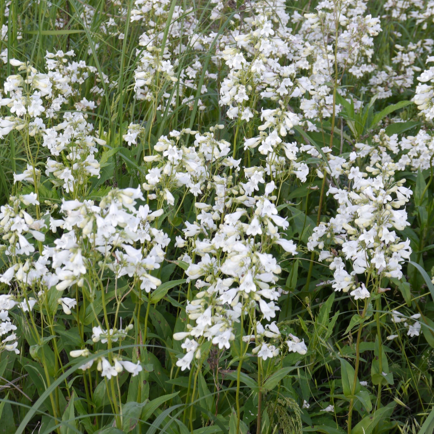 Penstemon digitalis 'Alba' - White Beardtongue